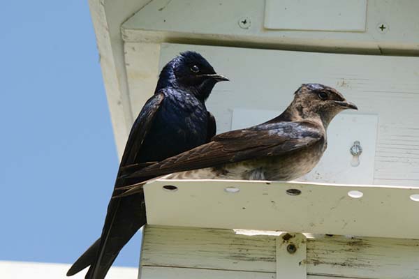 Adult Male & Female Purple Martin