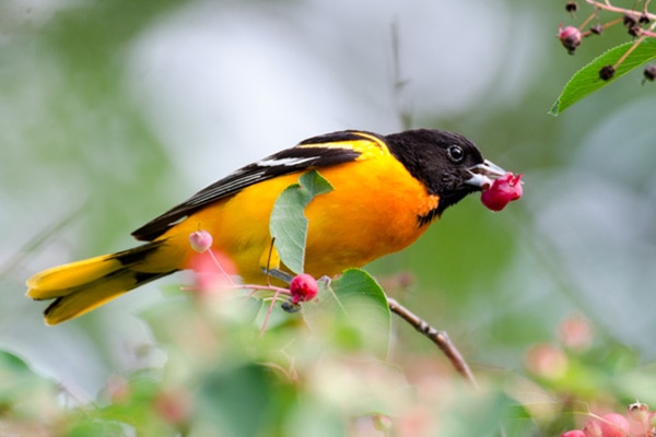 Baltimore Oriole