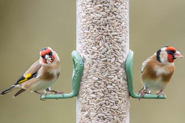 Best Bird Seed Buyers Guide