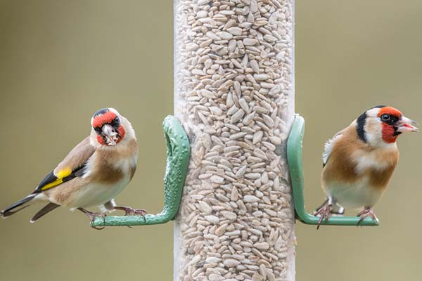 Best Bird Seed Buyers Guide