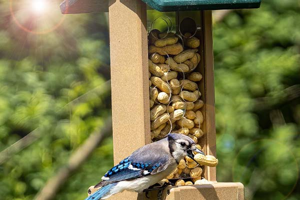 Birds Choice Whole Peanut Blue Jay Feeder with Green Roof