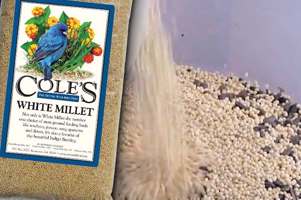 Cole's White Millet