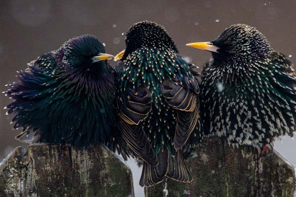European Starlings Adult Male