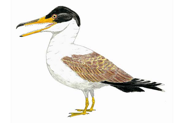 Ichthyornis dispar: A Toothy Seabird That Connects Dinosaurs To Modern-Day Birds