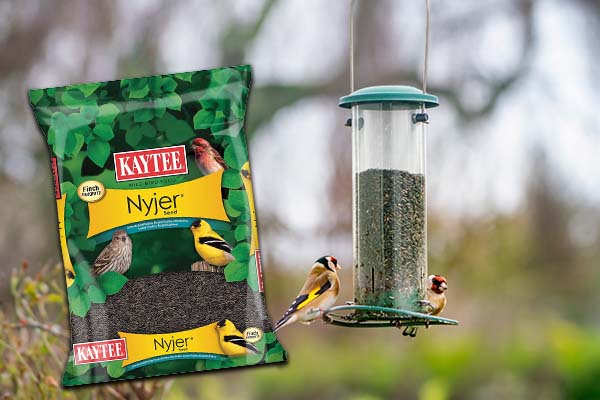 Kaytee Nyjer Seed Bird Food: Comprehensive Expert Analysis