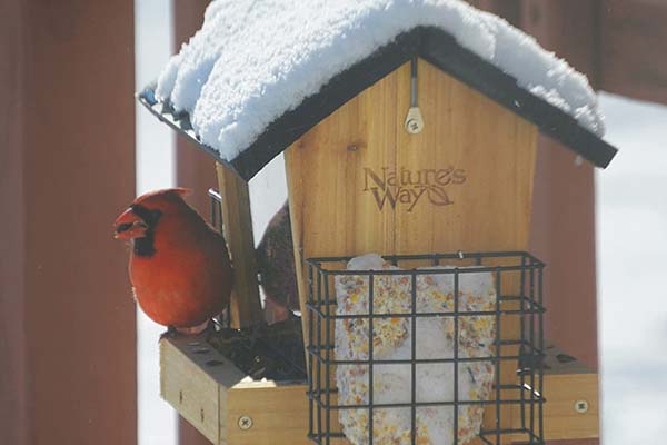 Nature’s Way Cedar Hopper Bird Feeder with Suet: Complete 2024 Review