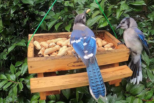 Picnic Table Platform Feeder for Birds