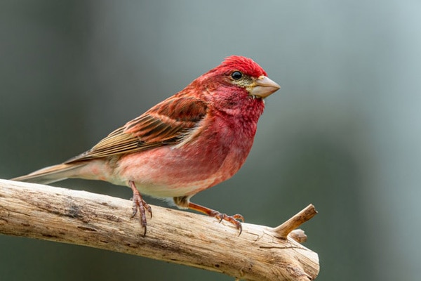 Purple Finch perched