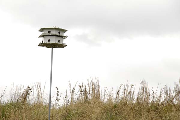 Purple Martin Colony Away From Trees