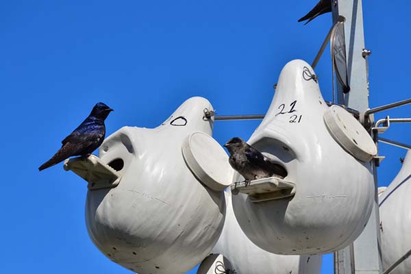 Purple Martin Gourd House