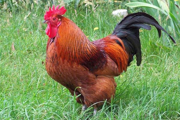 Rhode Island Red