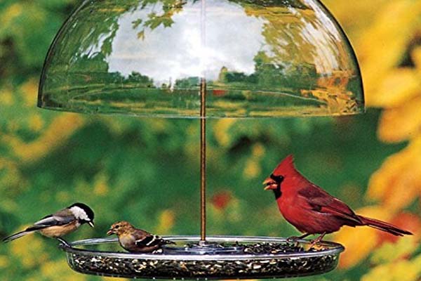 Seed Saver Domed Feeder