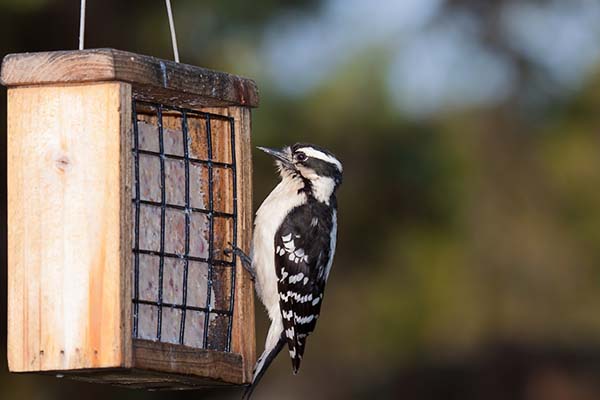 Wildlife Sciences Suet