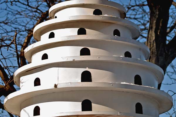 Will Other Birds Use A Purple Martin House?