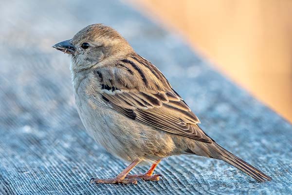 house sparrow