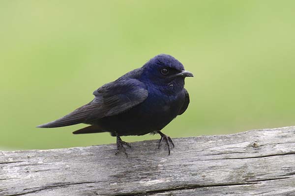 How To Attract Purple Martins To Your Yard