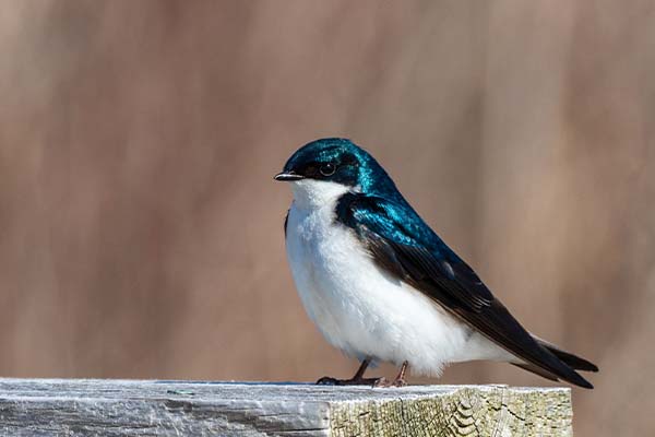 Tree Swallows