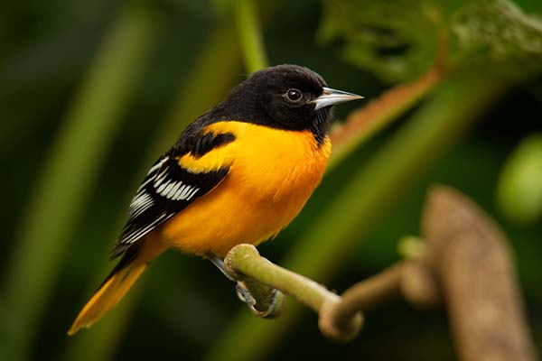 types of oriole