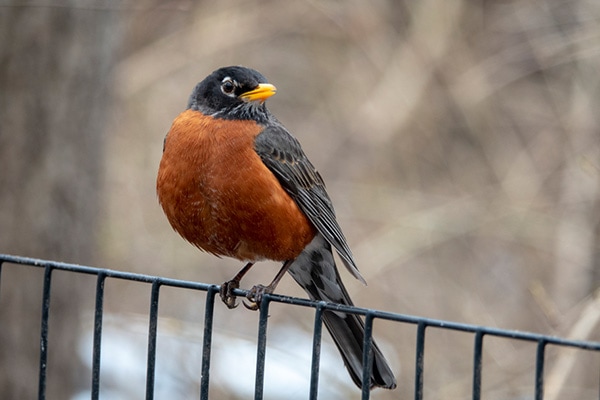 American Robin