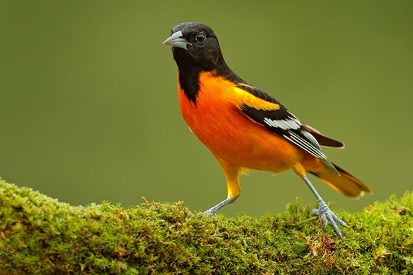 Baltimore Oriole Song