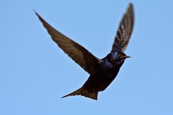 Best Purple Martin House Buyer Guide