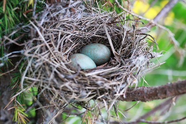 Bird Eggs In Nest