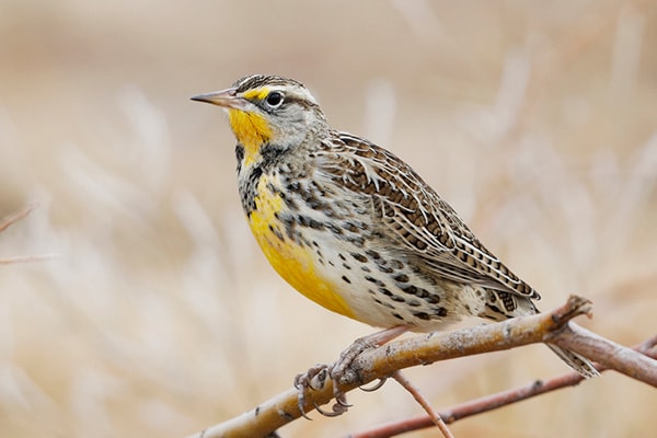 Birding In Kansas - Western Meadowlark State Bird