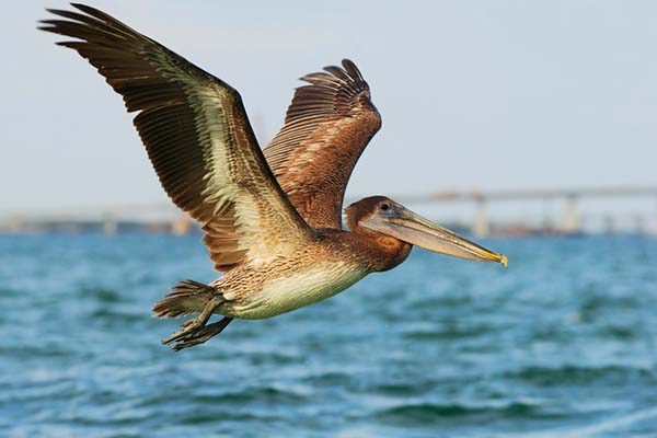 Birding In Louisiana - State Bird Brown Pelican