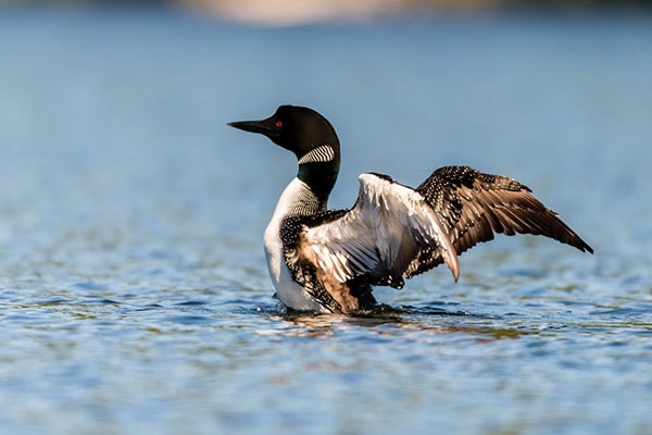 Birding In Minnesota - State Bird Common Loon