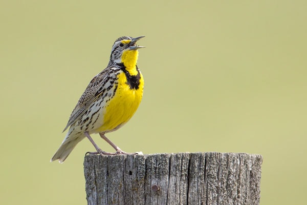 Birding In Montana - Western Meadowlark State Bird