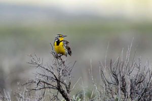 Birding In Nebraska - State Bird Western Meadowlark
