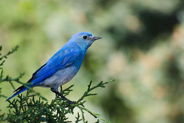 Birding In Nevada - State Bird Mountain Bluebird