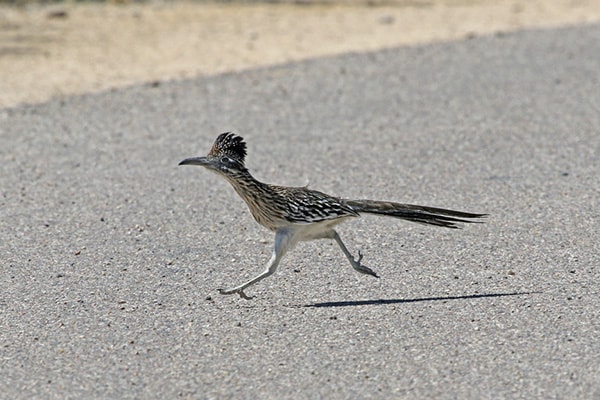 Birding In New Mexico - State Bird Greater Road Runner