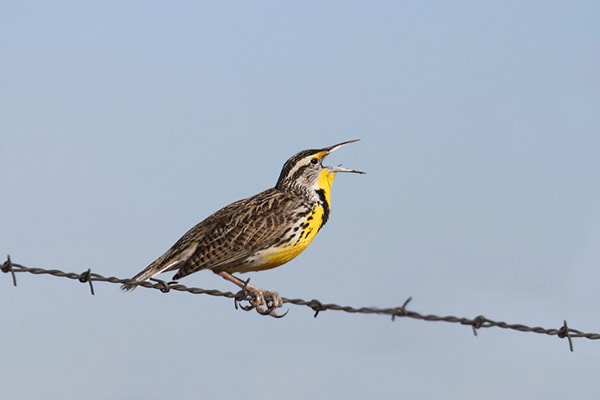 Birding In North Dakota - State Bird Western Meadowlark