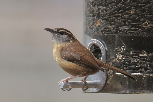 Birding in South Carolina - State Bird Carolina Wren