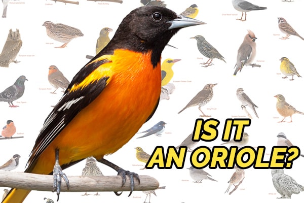 Birds That Look Like Orioles, Learn How To Spot The Differences Of These Look-a-Likes!