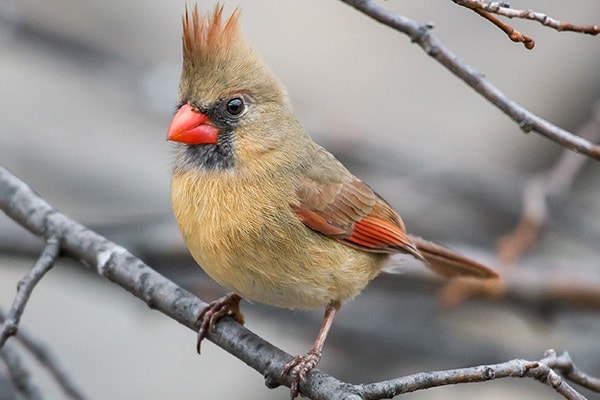 Cardinal - The North Carolina State Bird