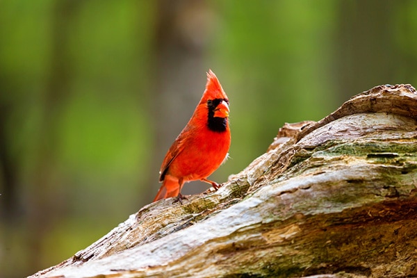 Cardinal - Ohio State Bird