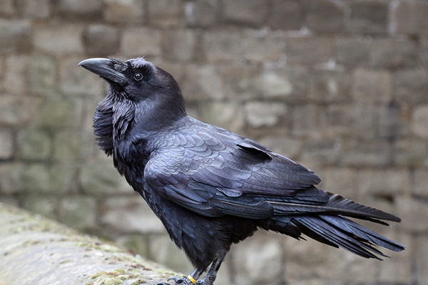 Crow Intelligence: A Deep Dive Into Their Clever Behavior - Bird Informer Crow Intelligence: A Deep Dive Into Their Clever Behavior - Bird Informer