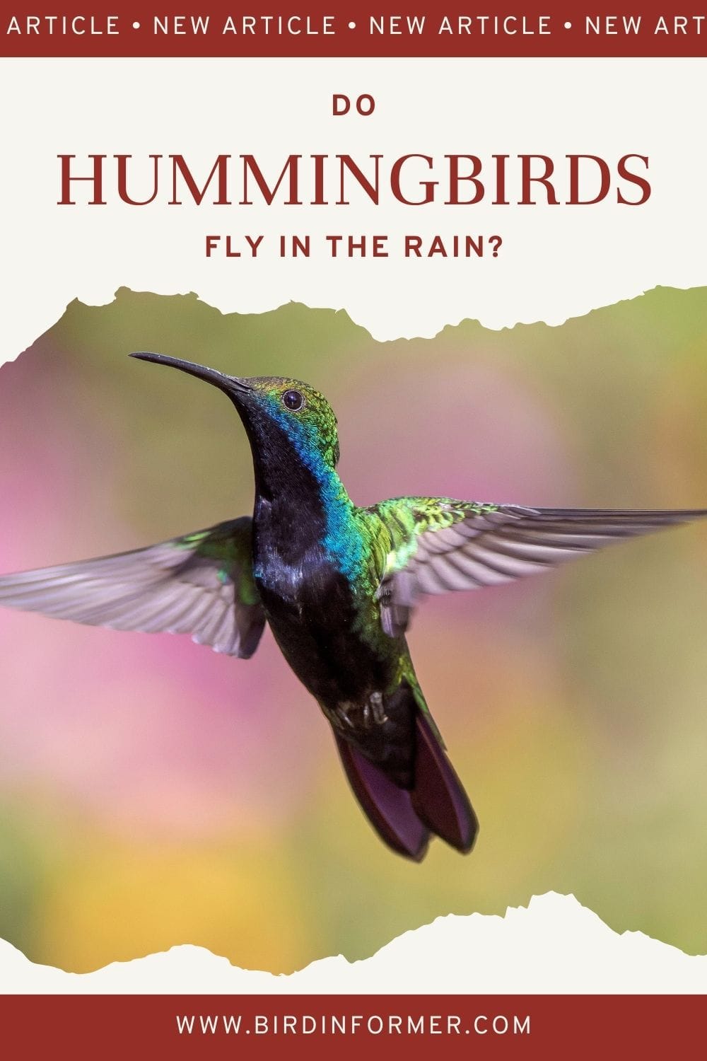 Do Hummingbirds Fly In The Rain PIN