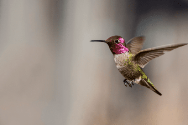 Do Hummingbirds Fly In The Rain