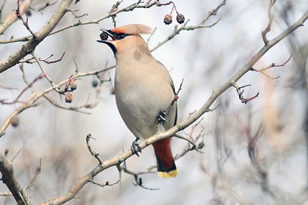 The Drunk Bird Phenomenon: Do Birds Get Drunk?