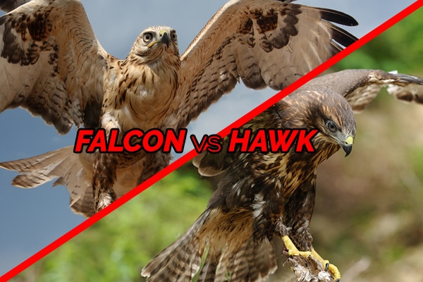 Learn The Differences Between Hawks and Falcons