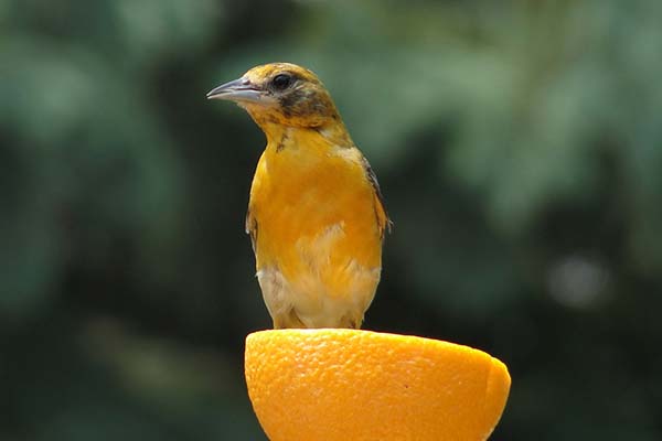 How To Make Oriole Nectar