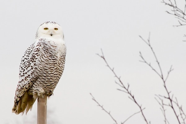 How Do Birds Stay Warm In The Winter? A Detailed View