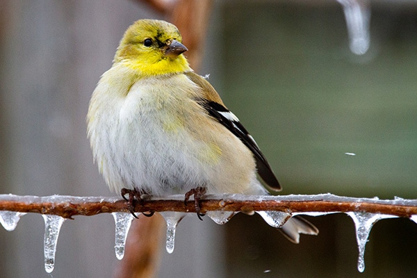 Iowa State Bird - American Goldfinch