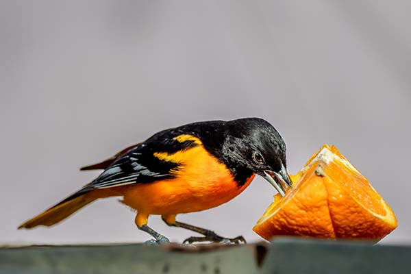 Oriole Bird Eating Food