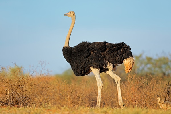 Ostriches