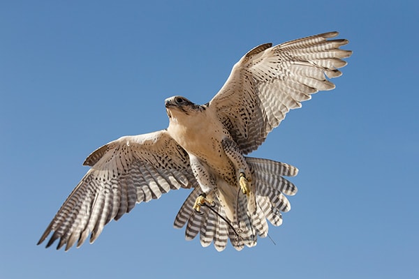 Peregrine Falcon