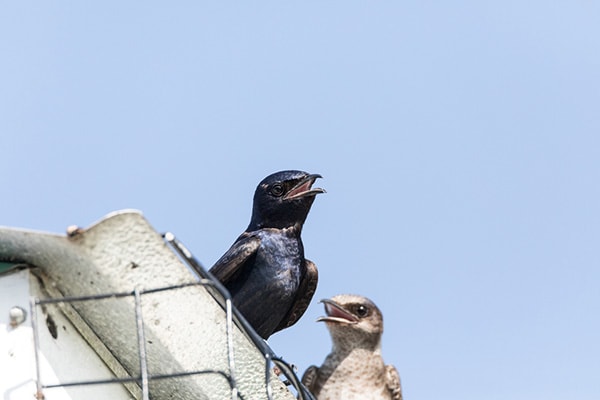 Purple Martins Song